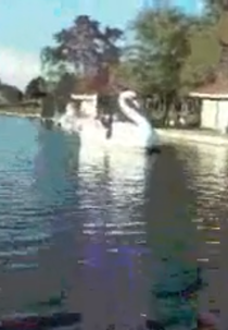 Distorções da Memória (Shoegazing)