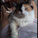 Foto de perfil de Lady Pomeroy