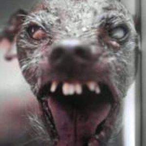 Foto de perfil de O Cão Que Atenta