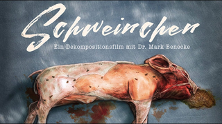 Trailer: Forensic Entomology & Decomposition 🪰 Benecke & Buttgereit: 'Schweinchen' (Piglets)