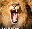 Loucuras Animais