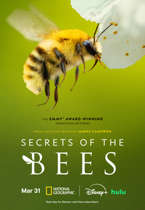 Segredos das Abelhas (Secrets of the Bees)