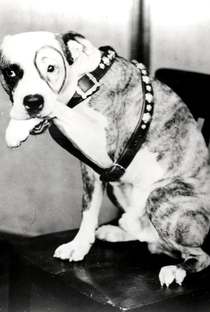 Pete The Dog - Poster 1