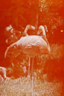 Flamingo a Dormir - Poster / Capa / Cartaz - Oficial 1