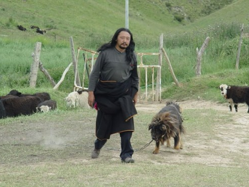 Foto 2 de Cachorro Velho