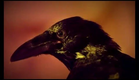 Edgar Allan Poe's The Raven 2011 Full movie