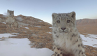 ‘Ghosts Of The Mountains’ Disneynature Trailer