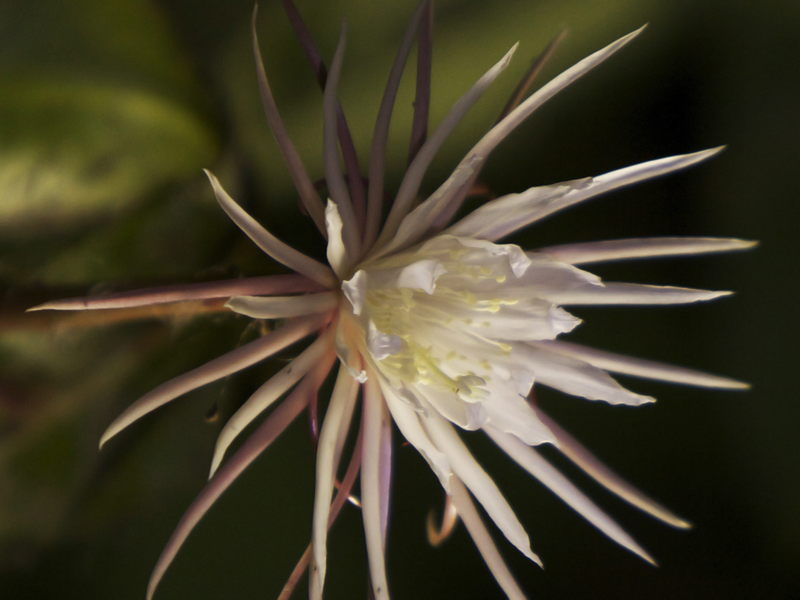 Foto 7 de Margaret Mee e a Flor da Lua