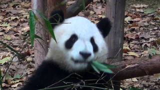 Trailer: Chinês é tudo igual (Chinese people it´s all the same)