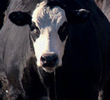 Frankensteer