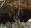 The Madagascar Giant
