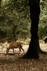 In the Woods of Japan (In the Woods of Japan)