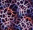 Compound Eye