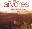 Entre Árvores