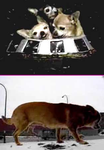 O Ataque dos Chihuahuas de 15 Metros do Espaço Sideral (Attack of the 50 Foot Chihuahuas from Outer Space)