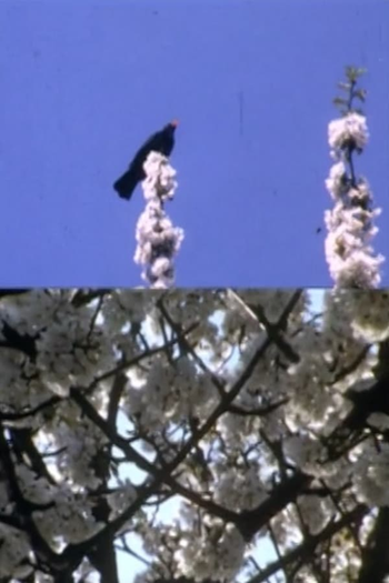 Poster de Curta Mourning Garden Blackbird (1984)