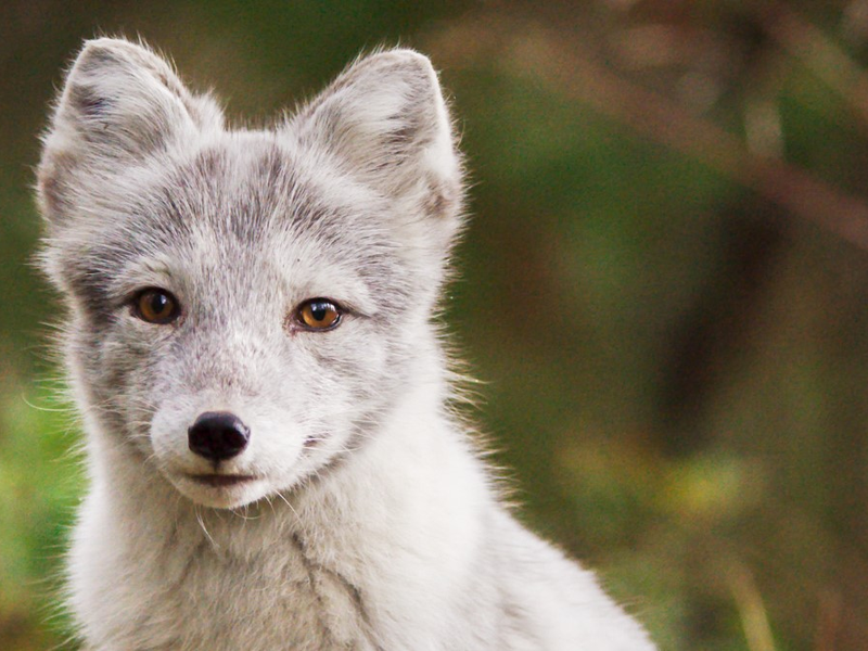 Foto 1 de Ailo's Journey