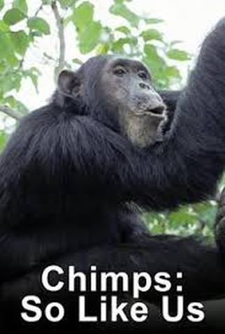 Poster 1 de Curta Chimpanzés: Iguais a Nós (1990)