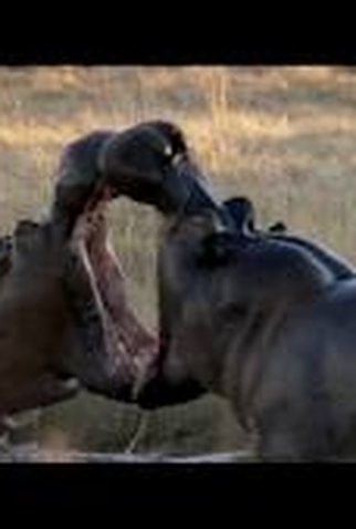 Poster 1 de Curta Jaula (2012)