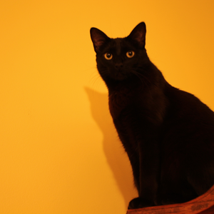 Foto de perfil de Bruno