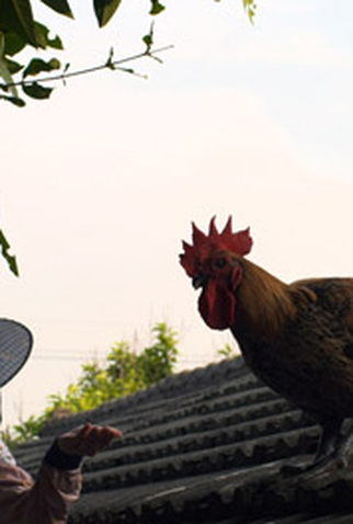 Poster 1 de Filme O Filho Querido (2012)