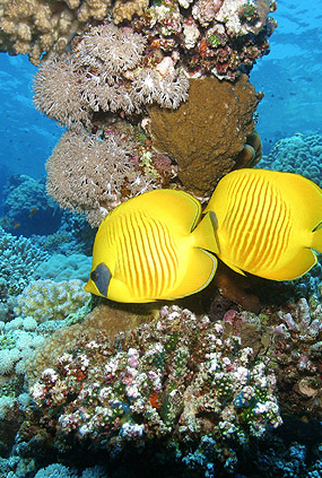 Poster 2 de Série O Encanto do Azul Profundo (2013)