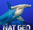 Nat Geo Selvagem