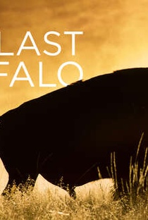 O Último Búfalo - Poster / Capa / Cartaz - Oficial 1