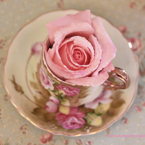 Foto de perfil de Cherry