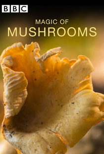 A Magia dos Cogumelos - Poster / Capa / Cartaz - Oficial 1