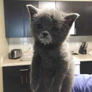 Foto de perfil de Thiemy Yamashita