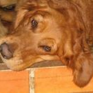 Foto de perfil de Silvia Prado