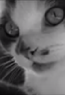 Attack of the 50 Foot Kitty! (Attack of the 50 Foot Kitty!)