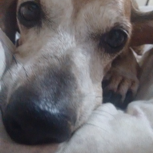 Foto de perfil de Yorrana