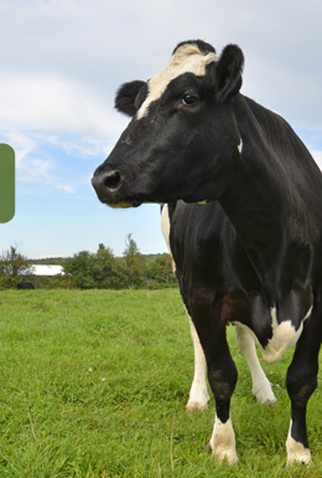 Poster 1 de Curta O que veio antes? (2012)