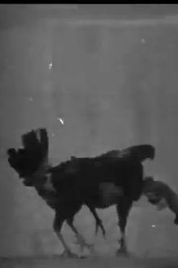  de Curta Cock Fight, No. 2 (1894)