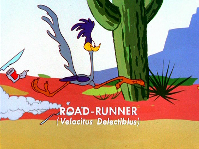 Foto 6 de Coyote com Pena