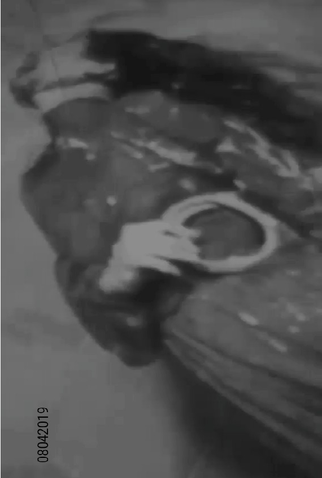 Poster 1 de Curta 08042019: O Granulado (2020)