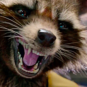 Foto de perfil de Rocket