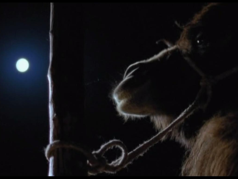 Foto 3 de Camelos Também Choram