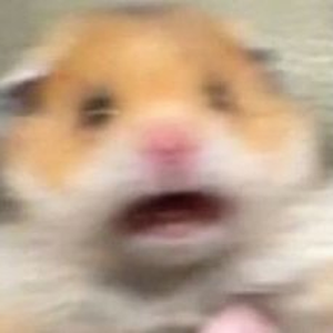 Foto de perfil de prxgyz