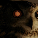 Foto de perfil de inzomnia