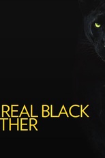 Pantera Negra: O Reino Selvagem (The Real Black Panther)