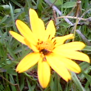 Foto de perfil de Lisi