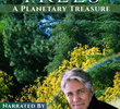 Trees - A Planetary Treasure