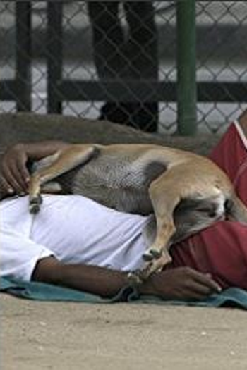 Poster de Curta Passarinho (2015)