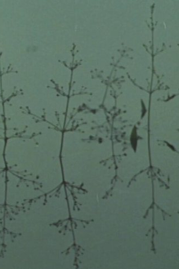 de Curta Yeats Country (1965)