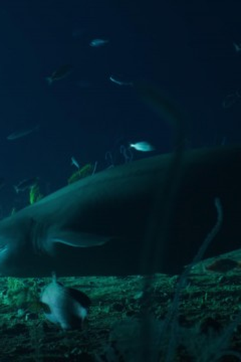 Poster de Episódio Jurassic Shark (2024)