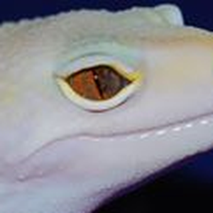 Foto de perfil de Geckos