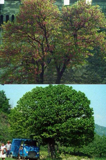 Poster de Curta Impromptu (1989)